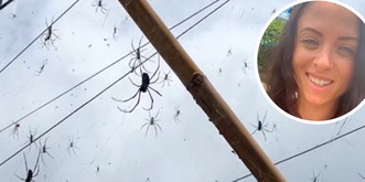 Mais que se passe-t-il avec ces araignées à Bali?