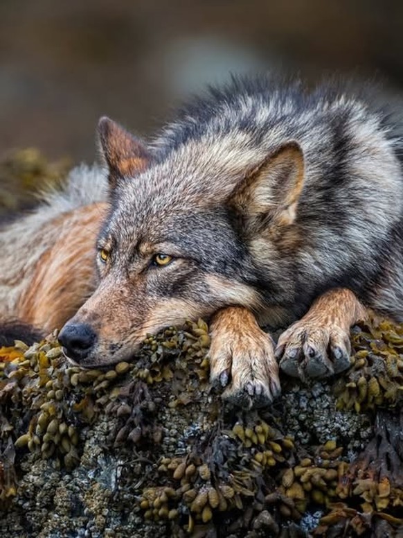 Vancouver Coastal Sea wolf

https://www.instagram.com/p/DWeohkZGbGk/?img_index=6