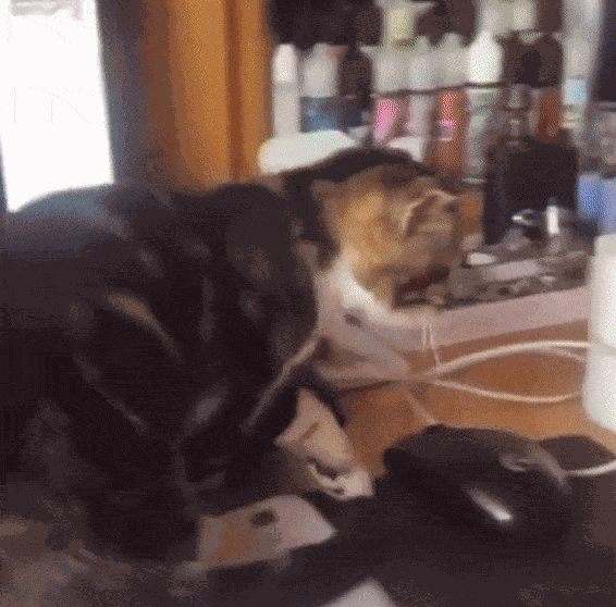 GIF animé