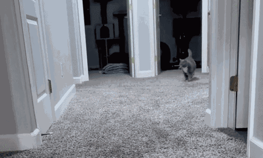 GIF animé