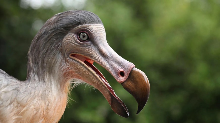 Une reconstitution du dodo: cet oiseau incapable de voler a disparu depuis 300 ans.