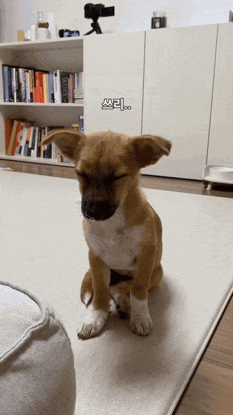 GIF animé