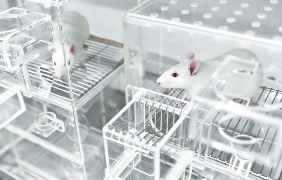 L&#039;EPFL offre à l&#039;adoption ses rats de laboratoire. watson