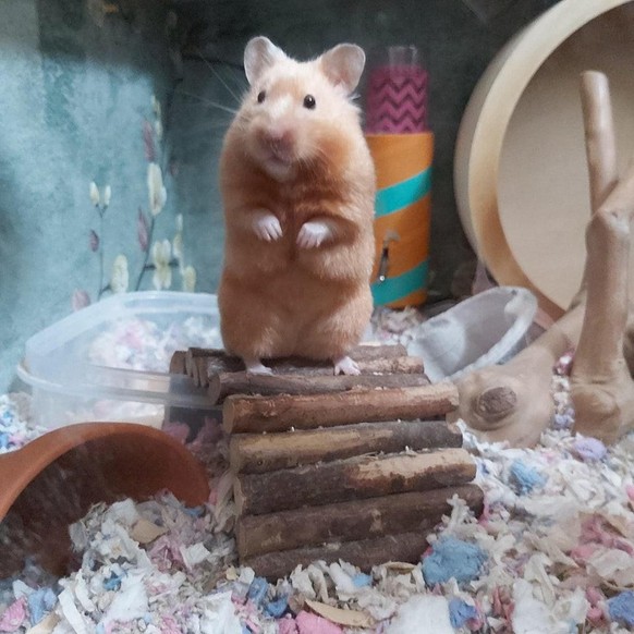 cute news animal tier hamster

https://www.reddit.com/r/hamsters/comments/si0xry/introducing_marigold_she_is_currently_in_heat_and/