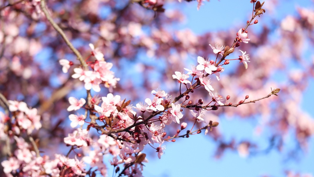 Spring 2024 it's the equinox, a little definition Breaking Latest News