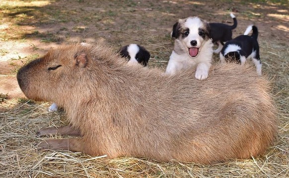capybara tier cute news hunde welpen

https://imgur.com/t/capybara/DdQTq10