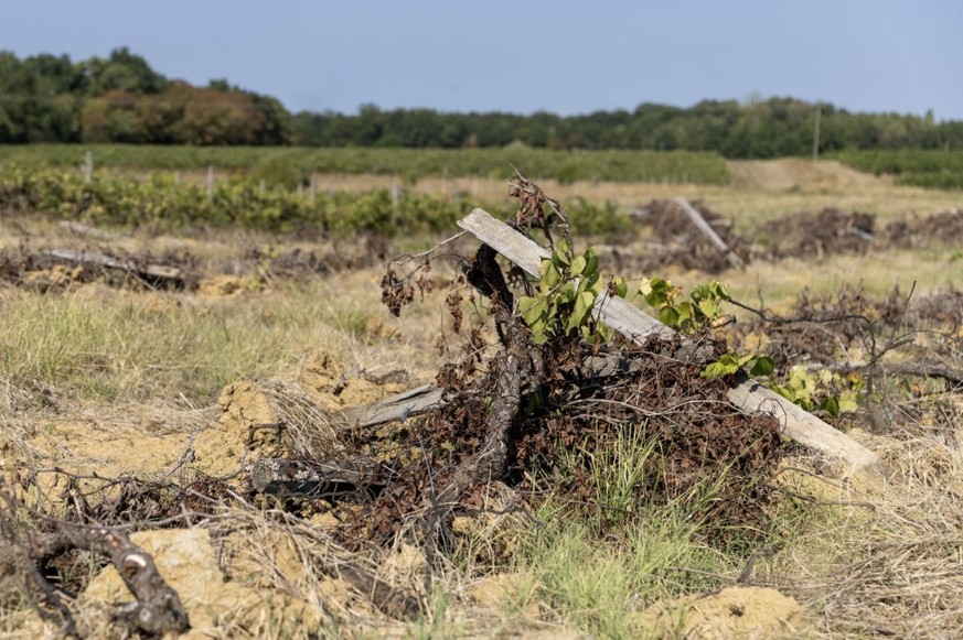 Uprooted grapevines lie on the ground in a vineyard in the Bordeaux wine region, Gironde, Nouvelle-Aquitaine, France, august 2026. Vine uprooting is supported by subsidy schemes aimed at reducing vine ...