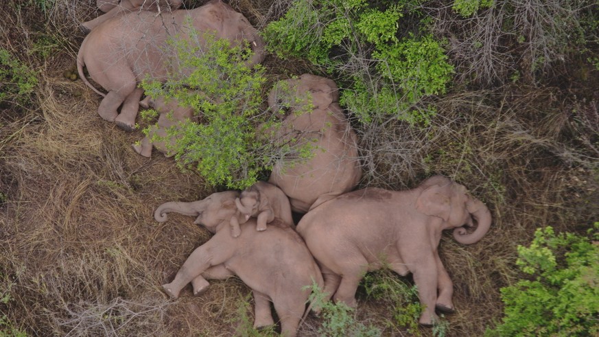 In this aerial photo taken June 7, 2021 and released by the Yunnan Forest Fire Brigade, a migrating herd of elephants rest near Xinyang Township in Jinning District of Kunming city in southwestern Chi ...