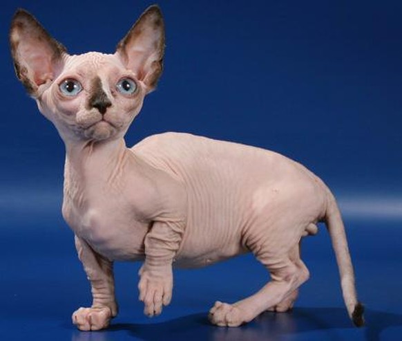 <strong>Croisement entre un sphynx (le chat tout nu) et un munchkin (un nain).</strong>