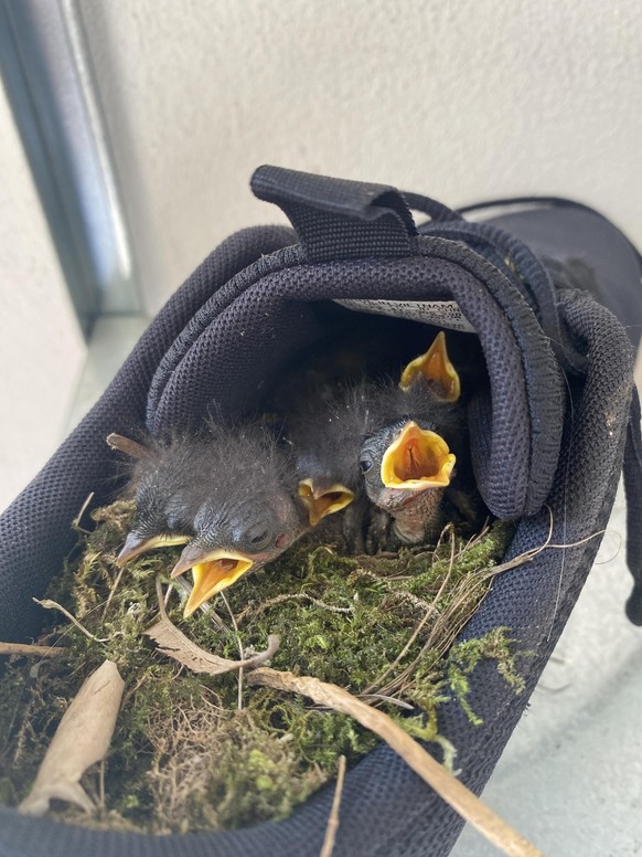 cute news tier vögel

https://www.reddit.com/r/de/comments/141cpbu/das_passiert_wenn_man_mal_2_wochen_lang_nicht/