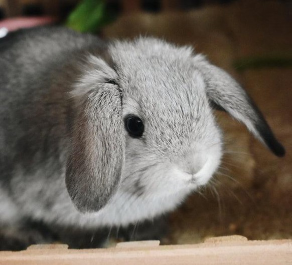 cute news animal tier rabbit hase

https://imgur.com/gallery/dYTrRpe