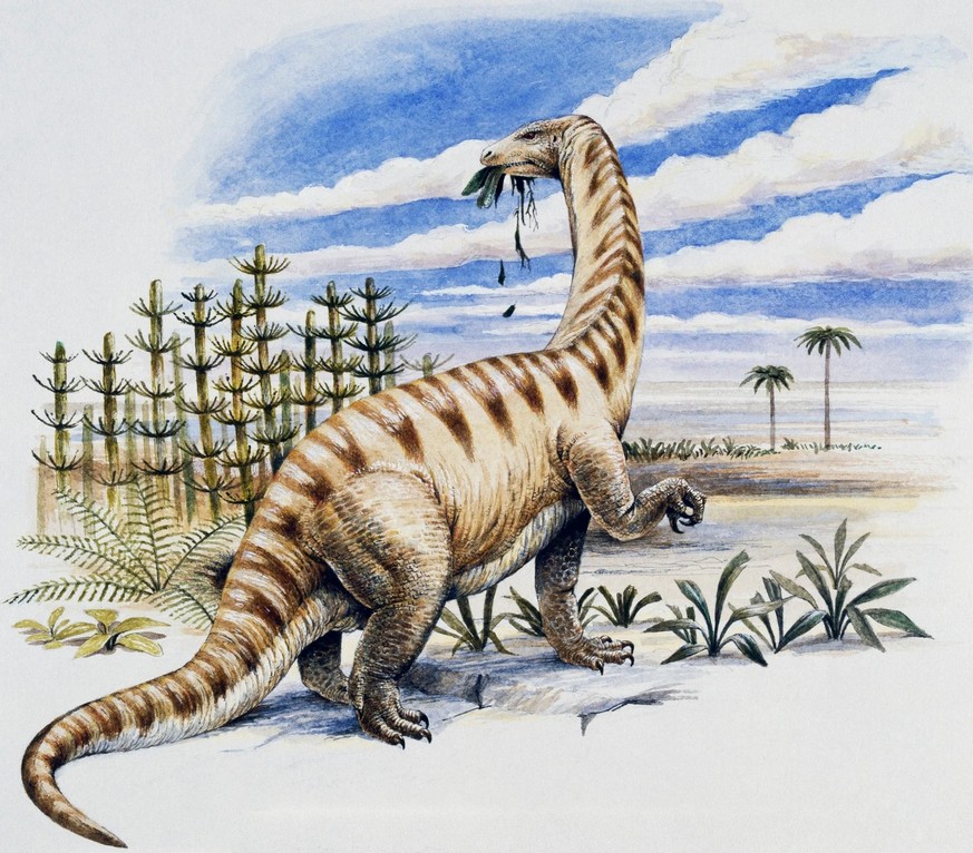 On ignore à quoi ressemblait ce dinosaure. Mais il devait ressembler à son cousin, le Lufengosaurus huenei, de la famille des Massospondylidae du Jurassique précoce.