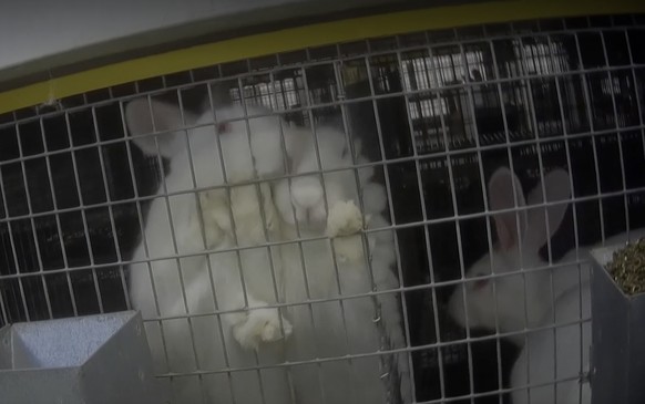 Dans le laboratoire, des lapins rongent les barreaux de leur cage.