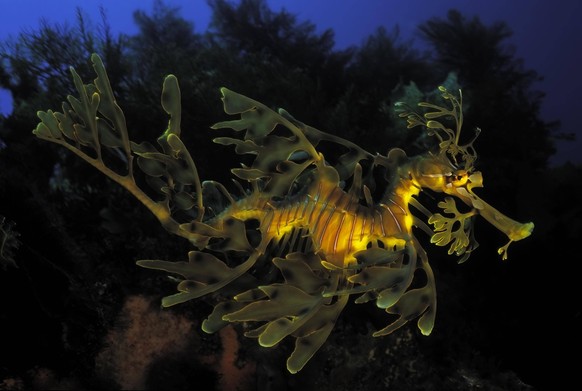 Fetzenfisch Phycodurus eques, Kangaroo Island, Pazifik, Süd Australien *** Ragfish Phycodurus Eques , Kangaroo Iceland, Pacific, South Australia Copyright: imageBROKER/DetlefxDenne ibxdet09435024.jpg  ...