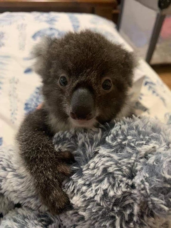 cute news animal tier koala

https://imgur.com/t/cute_animal/xFfTorh