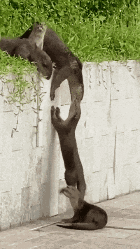 GIF animé