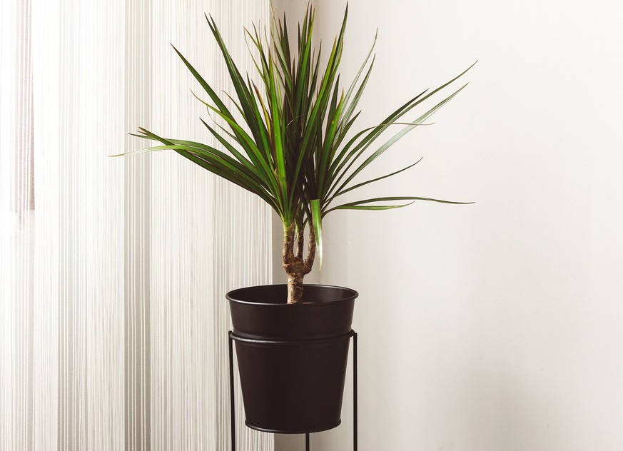 Dracaena marginata