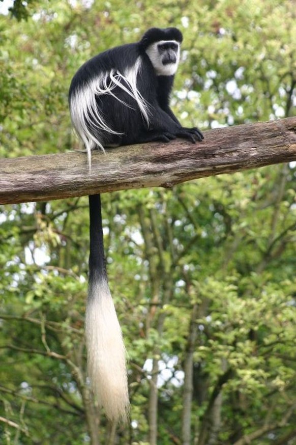 Guereza Colobus (Colobus guereza) 
Schwarz-weisse Stummelaffen


https://ch.pinterest.com/pin/11610911512737177/