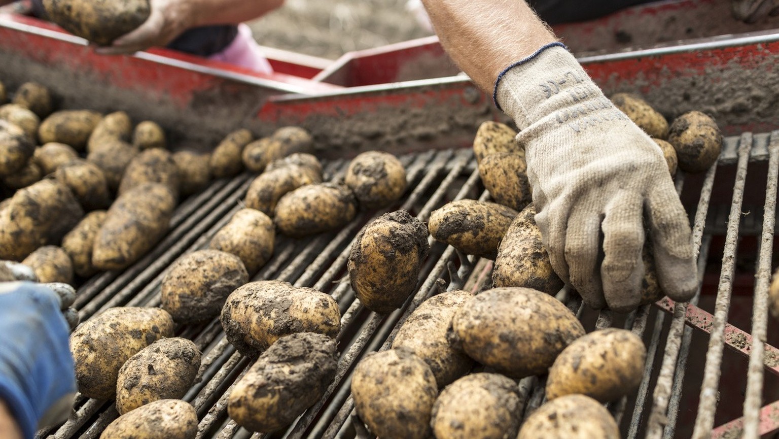 Markus Joos&#039;s employees use a SAMRO reaper to harvest potatoes and sort them manually on the conveyor belt of the reaper, pictured in Kerzers in the Canton of Fribourg, Switzerland, on October 28 ...