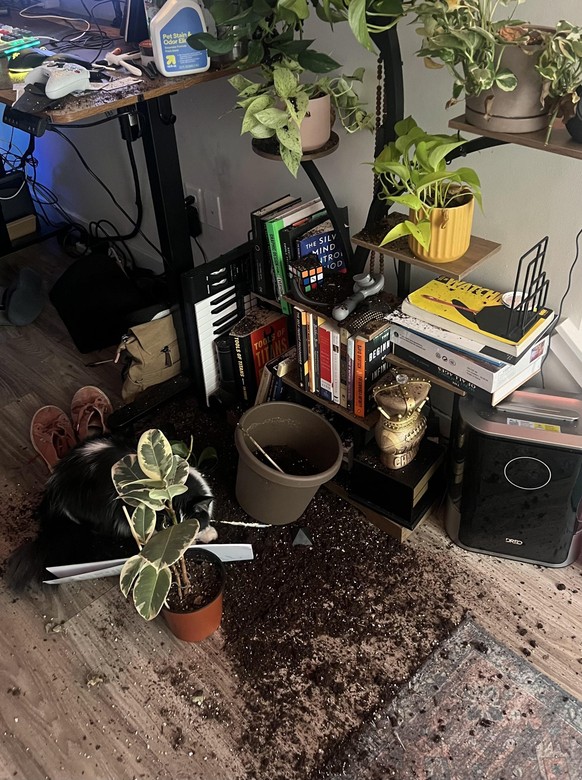 cute news tier katze

https://www.reddit.com/r/CatsBeingCats/comments/1r1l9g5/can_you_spot_the_culprit/