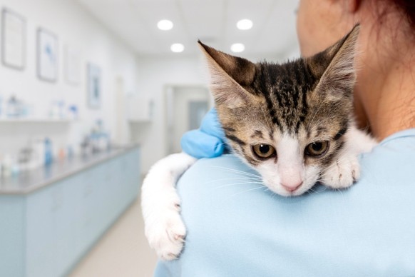 La stratégie des vétérinaires suisses face à la crise des chats harets.