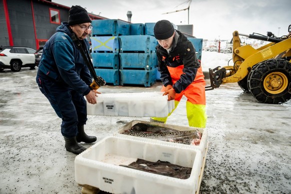 24-year-old fisherman Nukaaraq (R) packs fish after returning from 5 days at sea at Royal Greenland&#039;s processing facility in Nuuk, Greenland, on March 10, 2025 on the eve of Greenland, the autono ...