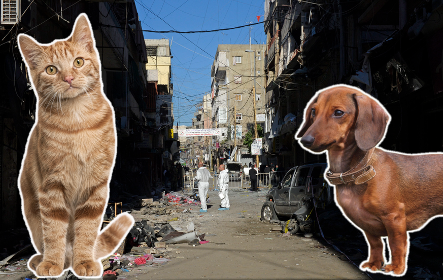 Une ONG s'occupe d'aller recueillir les animaux de compagnie qui ont perdu leur propriétaire lors des bombardements qui ont frappé Beyrouth, capitale du Liban.
