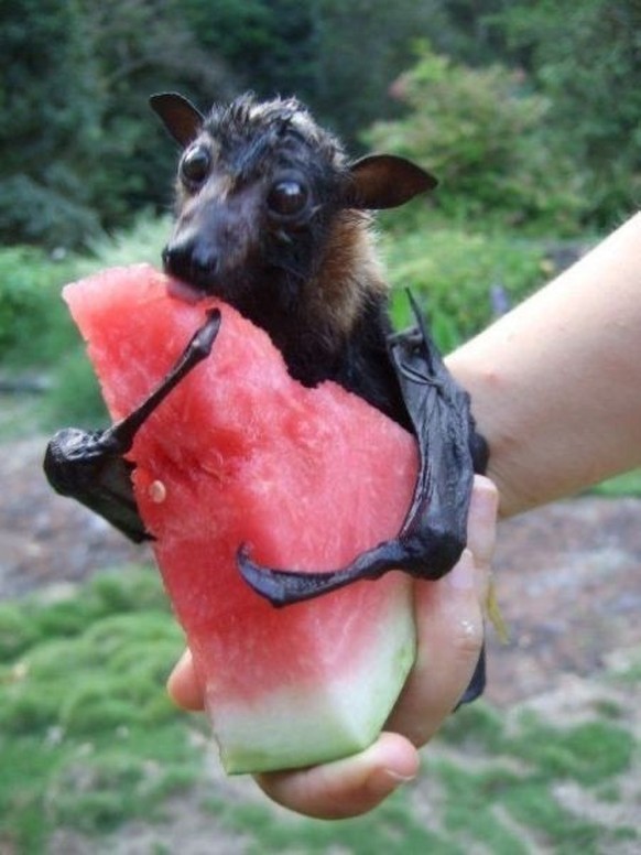 cute news tier fledermaus fruitbat

https://imgur.com/t/bats/6bDpcfM