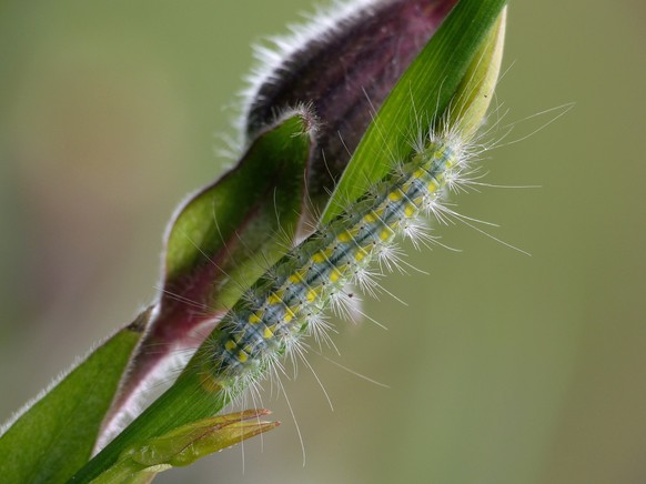 Weiße Winden-Federmotte (Pterophorus pentadactyla)