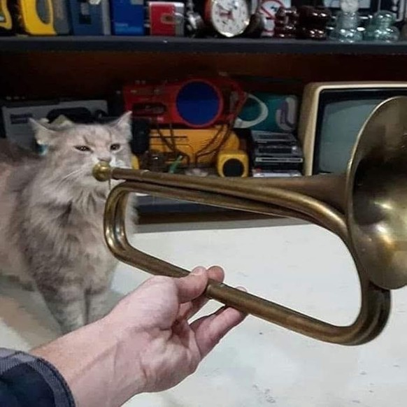 cute news tier katze

https://www.facebook.com/photo?fbid=1289943169598312&amp;amp;set=a.693381882587780