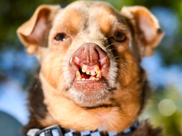 Chihuahua mix Otto prepares to compete in the World's Ugliest Dog Contest at the Sonoma County Fair in Santa Rosa, Calif., on Friday, Aug. 14, 2026. Otto went on to win third place. (AP Photo/Noa ...