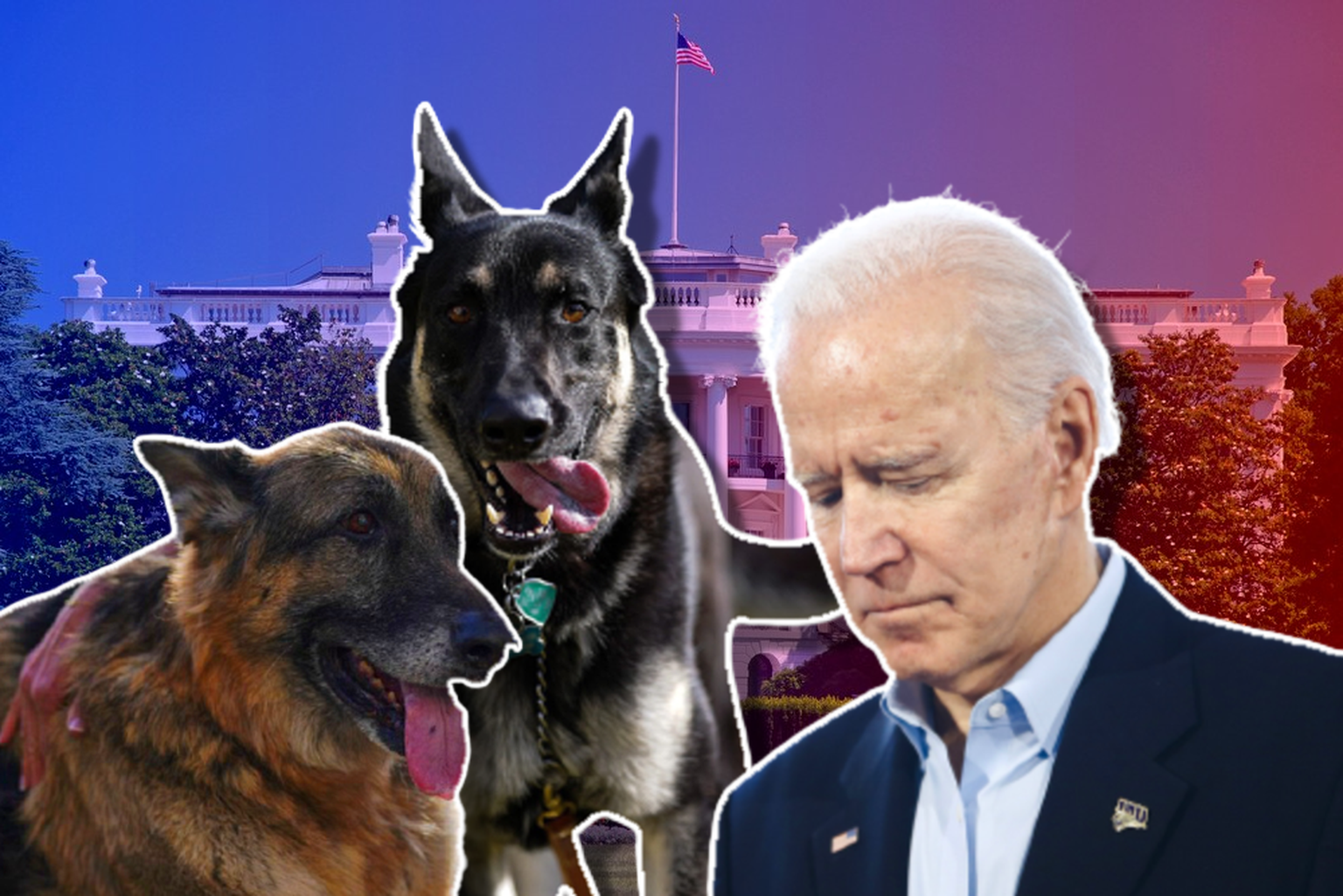 Champ et Major, les deux chiens de Joe Biden se sont fait virés de la Maison blanche.