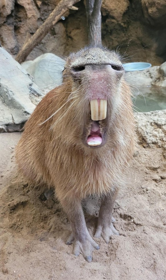 Optische Täuschung: lustiges Capybara