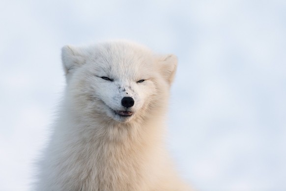 Arctic fox (Alopex lagopus) female barking. Dovrefjell-Sunndalsfjella National Park, Norway, April. PUBLICATIONxINxGERxSUIxAUTxONLY 1494275 ErlendxxHaarberg

Arctic Fox Alopex lagopus Female Barking D ...