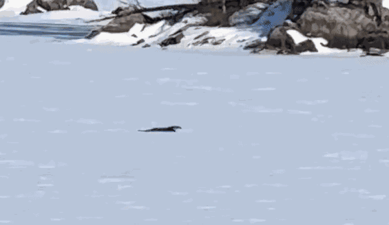 GIF animé