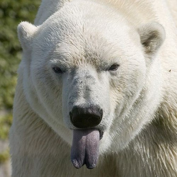cute news tier eisbär

https://ch.pinterest.com/pin/407857309974628841/