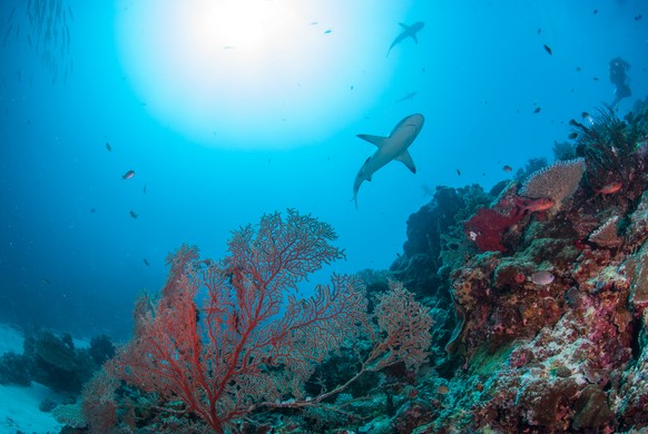 Hai Palau, Bild: Vanessa Jaiteh