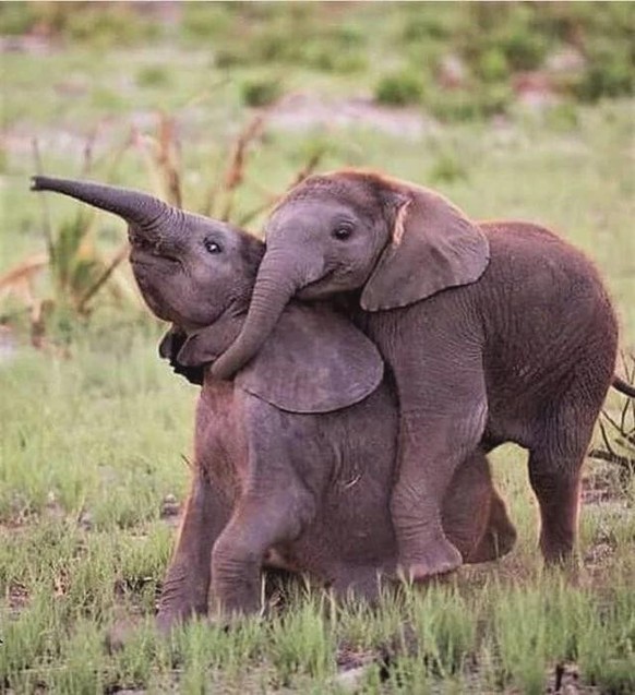 cute news tier elefanten

https://www.reddit.com/r/Elephants/comments/1akdewx/cute_bonding/