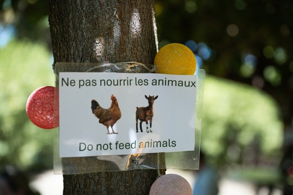 A photo shows a sign with recommendations on Pompierre beach in Terre-de-Haut, Les Saintes, on the French Caribbean island of Guadeloupe, on March 18, 2026. They roam the beaches, graze in gardens, an ...