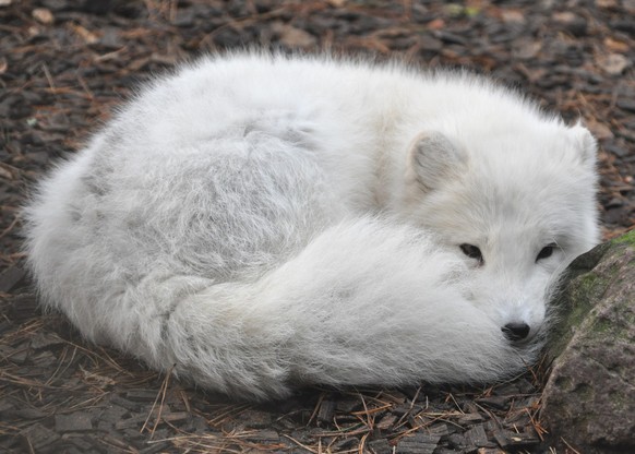 Polarfuchs (Alopex lagopus) im Wildpark Lüneburger Heide