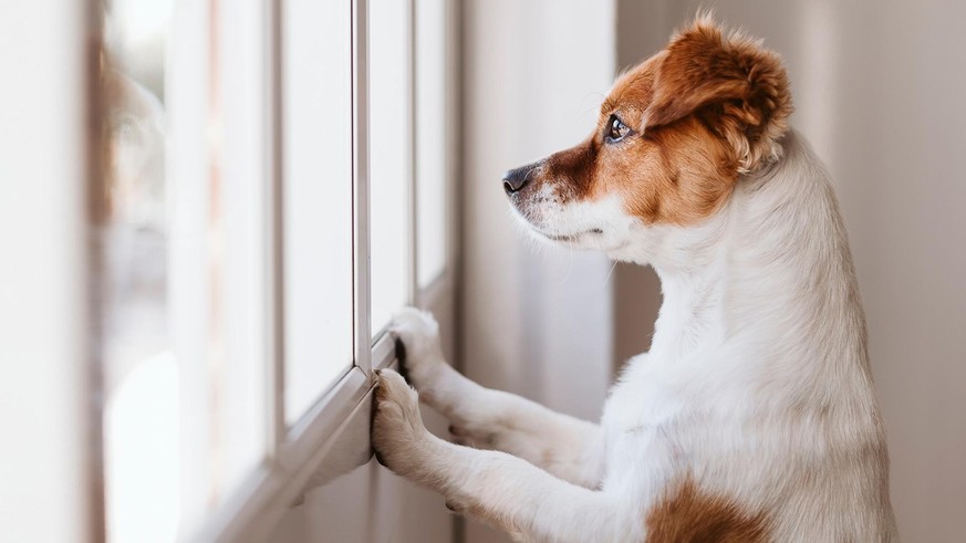 Chouchoutés pendant la généralisation du télétravail, les chiens se sentent esseulés à présent.