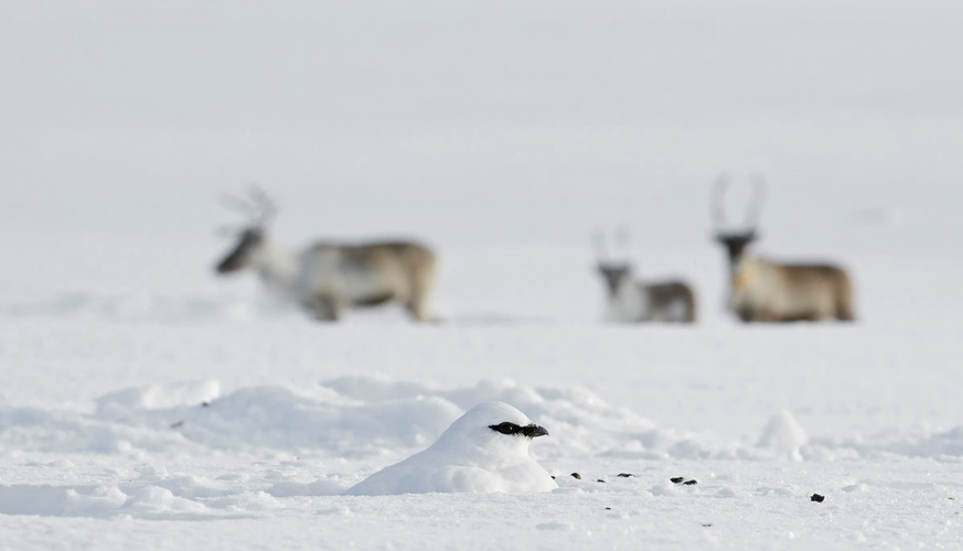 Un oiseau blanc se cache derrière des animaux de troupeau dans la neige.