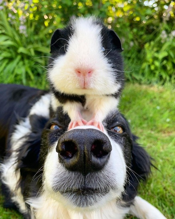 cute news tier hund meerschweinchen

https://www.reddit.com/r/Awww/comments/16gka01/they_think_that_they_are_twins/