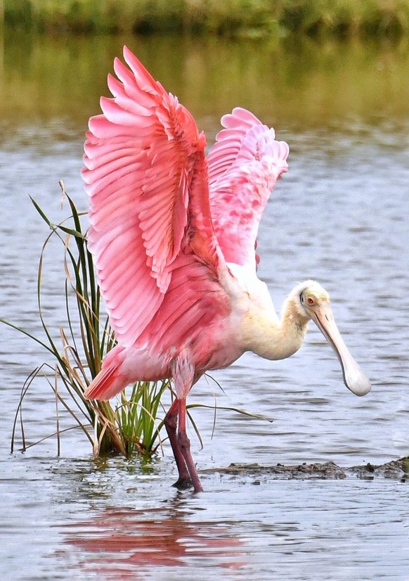 Roseate Spoonbill (Platalea ajaja) Gulf Coast, Mexico, Central and South America

https://ch.pinterest.com/pin/5418462041600536/