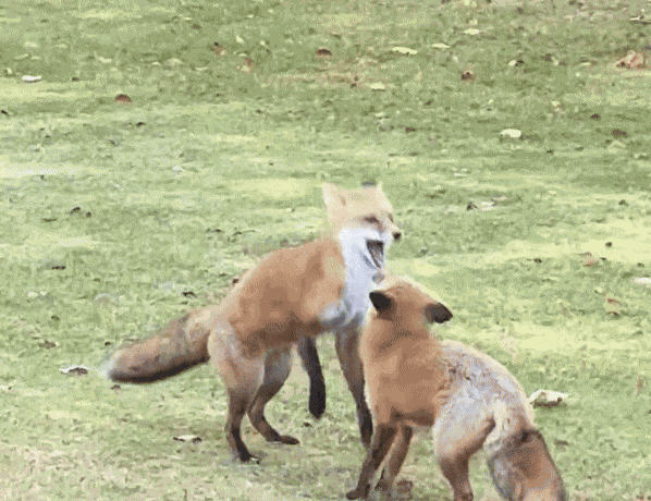 GIF animé
