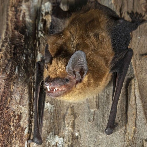 cute news tier fledermaus

https://ch.pinterest.com/pin/91409067434709603/
