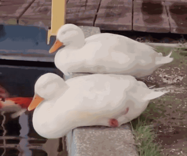 GIF animé
