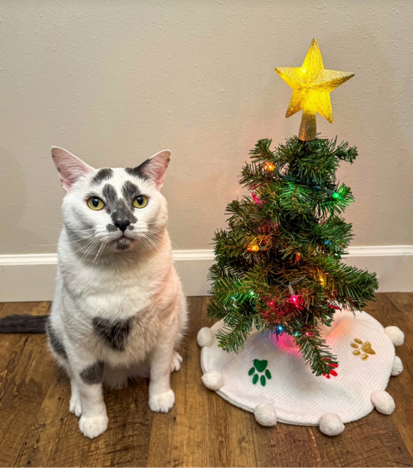 cute news tier katze weihnachtsbaum

https://www.tiktok.com/@momoandrorschach/photo/7308517353015528750