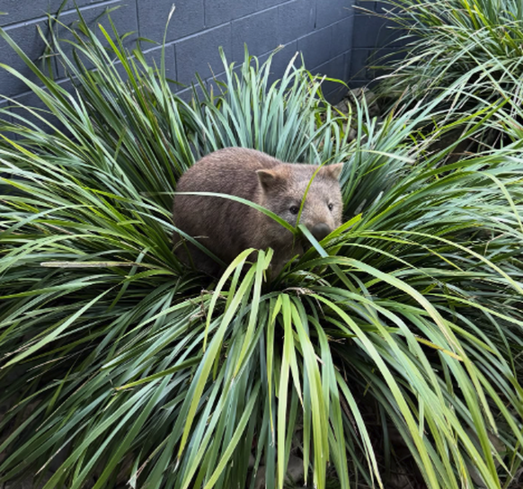 Wombat