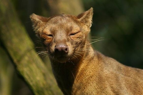 cute news tier fossa

https://ch.pinterest.com/pin/762515780673716168/